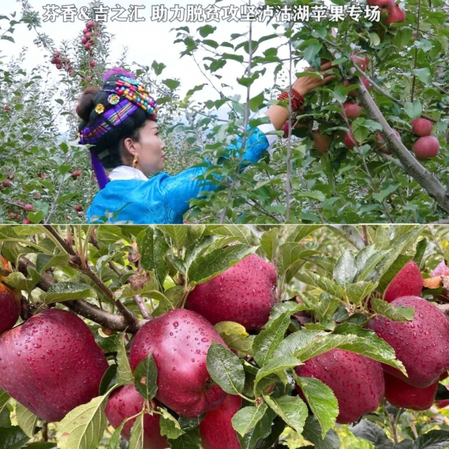 全国扶贫日，芬香全力助销四川沪沽湖苹果！
